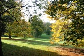 forest in autumn sunny day