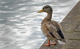 duck by the lake