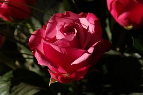 bright pink rose flowers
