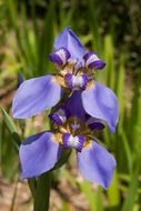 perennial iris purple