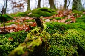 green autumn moss close-up on blurred background