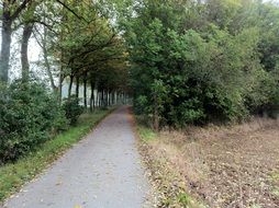 asphalt road near the trees