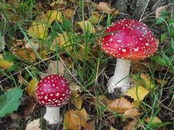 colorful fly agarics among dry leaves close-up