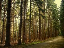 pine forest, coniferous forest