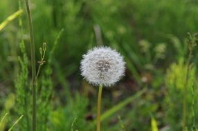 matchless dandelion