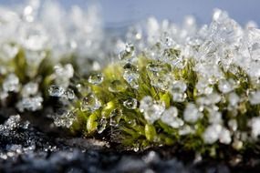 frozen drops of snow on a plant in winter
