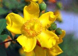 blooming yellow hypericum in spring