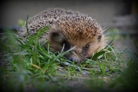 hedgehog looking straight