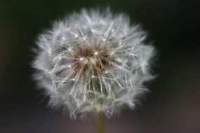 white gentle fluffy summer dandelion