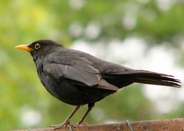 blackbird with a yellow beak