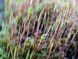 grass and green moss close