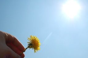 dandelion in the hands against the background of a bright sky