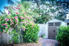 shed yard flowers