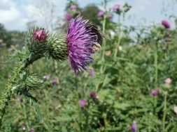 thickets of purple thistle on a sunny day