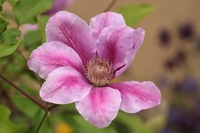 bud of clematis on the wind