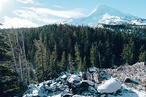 mountain winter forest h