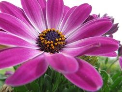gerbera flower pink nature plant