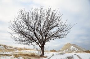snow frozen tree