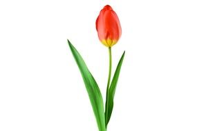 Red yellow closed tulip