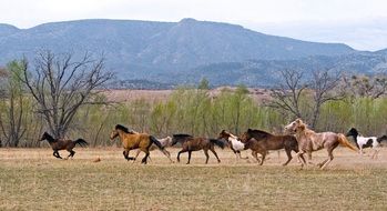 herd of horses on the ranch
