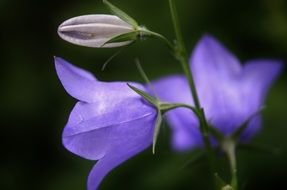 blue bell flower close-up