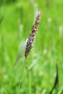 grass seeds on green grass background