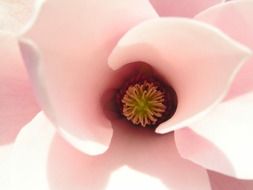 Pink tulip magnolia flower