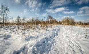 landscape of delightful trees in snow