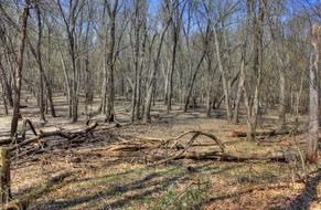 trees in sangchris lake state park