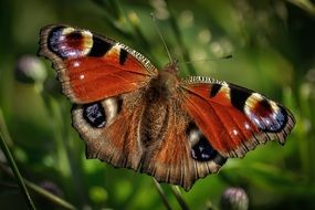 Peacock butterfly close up