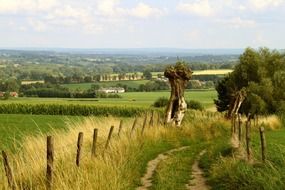 Dirt road in the meadow