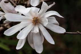 big white magnolia