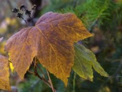 yellow autumn leaves