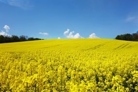 landscape of sea of yellow rapeseed flowers