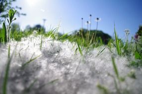 dandelion seed on meadow grass macro