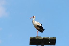 Stork on a background of blue clear sky