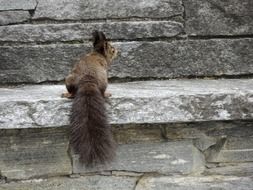 marvelous squirrel rodent