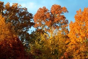 tree with yellow foliage in october