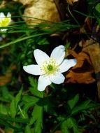 white wood anemone among green leaves