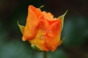 Orange rose in water drops close-up