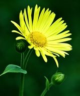 yellow flower in Amsterdam park