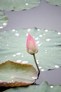 closed lotus bud in the pond