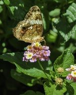 beautiful brown butterfly in the garden