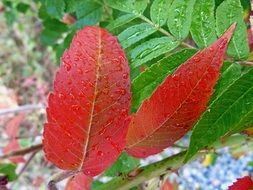 dew drops on red and green leaves