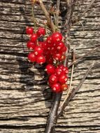 red berries currant on a wooden surface