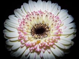 Close-up of the blossoming beautiful, white, pink and yellow gerbera flower