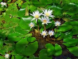 white water lilies in sun rays