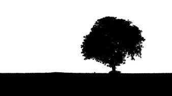 black tree silhouette