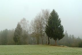 trees in a meadow in the morning mist