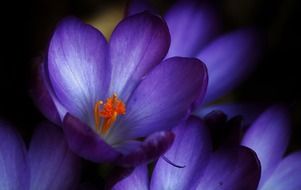 violet crocus blossoms close-up